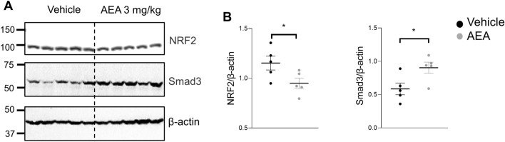 Chronic treatment with AEA at a dose 3 mg/kg leads to increased Nrf2 and Smad3 protein expression in the kidney. (A) Western blots showing renal expression of Nrf2, and Smad3 in the kidney cortex after chronic treatment with a high dose of AEA. (B) Quantitative data showing renal expression of Nrf2 and Smad3 normalized to β-actin. Data were analyzed using unpaired t-test with Welch’s correction. Full-length blots are presented in Supplementary Figure S6.