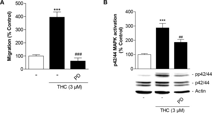Involvement of p42/44 MAPK activation in THC-induced migration of MSCsCells were pretreated with the inhibitor of p42/44 MAPK activation, PD98059 (PD, 1 μM), for 1 h and subsequently treated with 3 μM THC or vehicle for another 6 h (A) or 1 h (B) before quantification of migration in Boyden chamber assays (A) or analyses of p42/44 MAPK activation by Western blot analysis (B). The histogram above the representative blots in (B) indicates densitometric analysis of phospho-p42/44 normalized to p42/44 MAPK. Data are expressed as percentage of vehicle-treated controls (set as 100%). Data in (A) represent means ± SEM of n = 8 incubations with cells from 2 donors (4 incubations per donor). Data in (B) are means ± SEM of n = 14 incubations with cells from 4 donors (3 to 4 incubations per donor). ***P < 0.001 vs. corresponding vehicle control, ##P < 0.01, ###P < 0.001 vs. THC-treated cells, one-way ANOVA plus post hoc Bonferroni test.