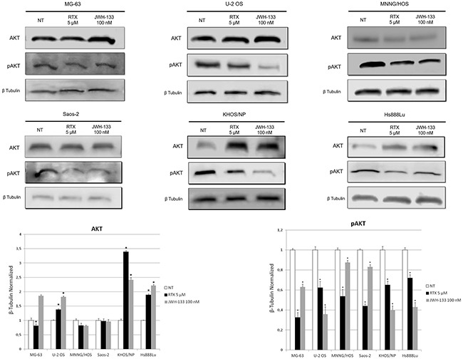 Effects of RTX and JWH-133 on AKT expression levelsTotal Akt and pAkt protein expression levels in OS cell lines, were determined by Western Blot, starting from 15 μg of total lysates after JWH-133 [100 nM] and RTX [5μM] treatments. The results were normalized for the housekeeping protein β-tubulin. The graph represents the mean and S.D. from two experiments. A t-test has been used to evaluate the statistical differences in protein expression levels. * indicates p ≤ 0.05 compared to the untreated control (NT).