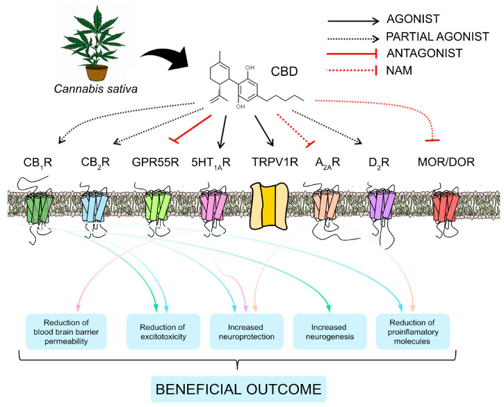 Beneficial effects of CBD through its action on different receptors. NAM: negative allosteric modulator.