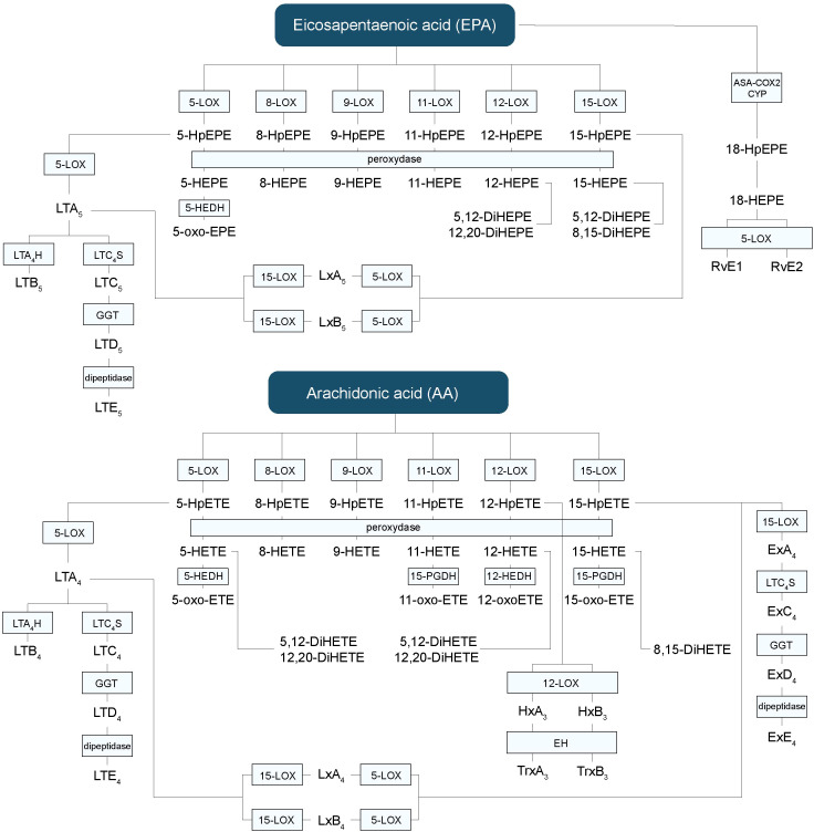 Hydroxy-fatty acids, leukotrienes and other lipid mediators’ biosynthetic pathways derived from EPA and AA. AA, arachidonic acid; CYP, P450 cytochrome; DiHETE, dihydroxyeicosatetraenoic acid; DiHEPE, dihydroxyeicosapentaenoic acid; EPA, eicosapentaenoic acid; Ex, eoxin; HEPE, hydroxy-eicosapentaenoic acid; HETE, hydroxy-eicosatetraenoic acid; HpETE, hydroxy-peroxy-eicoisatetraenoic acid; HpEPE, hydroxy-peroxy-eicoisapentaenoic acid; LT, leukotriene; LOX, lipoxygenase; Lx, lipoxin; oxo-ETE, oxo-eicosatetraenoic; oxo-HEPE, oxo-eicosapentaenoic.