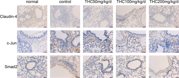 Immunohistochemical staining. a THC promoted claudin-4 expression and suppressed c-Jun and Smad2 expression compared to that in the control group. Compared with that in the control group, the expression of Claudin-4 in the presence of THC increased