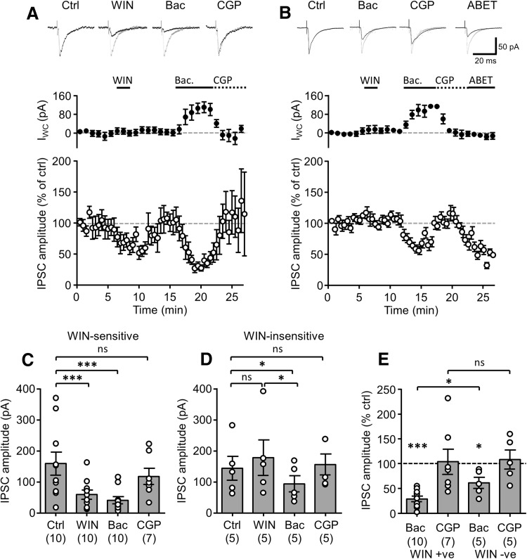 Presynaptic GABABRs inhibit transmission at CB1R-expressing perisomatic GABAergic terminals more strongly than M2R-positive terminals. a Representative WIN-sensitive IPSCs in a CA1 PC evoked by minimal stimulation delivered to the CA1 str. pyramidale (top traces) under control conditions (Ctrl) and during sequential bath application of WIN-55212 (WIN, 1 µM, 2 min), baclofen (Bac, 10 µM, 5 min) and CGP-55845 (CGP, 10 µM, 5 min); control trace is underlain for all conditions for comparison. Time-course plots of the mean I WC (middle) and normalized amplitude of the WIN-sensitive IPSCs recorded from 10 CA1 PCs (bottom). b Effects of baclofen application on WIN-insensitive IPSCs presented as in a. These IPSCs were consistently inhibited by subsequent application of the selective M2R agonist, ABET (10 µM, 5 cells). Summary bar charts of the mean IPSC amplitudes elicited by WIN-sensitive (c) and insensitive afferents (d) measured at the end of each pharmacological epoch. Numbers of recorded PCs indicated in brackets. e Bar chart of the normalized IPSC amplitudes elicited by WIN-sensitive (WIN +ve) and insensitive afferents (WIN−ve) during Bac and CGP application. Statistics shown: ns P > 0.05, * P < 0.05, *** P < 0.001, Mann–Whitney or Wilcoxon signed rank tests, corrected for multiple comparisons