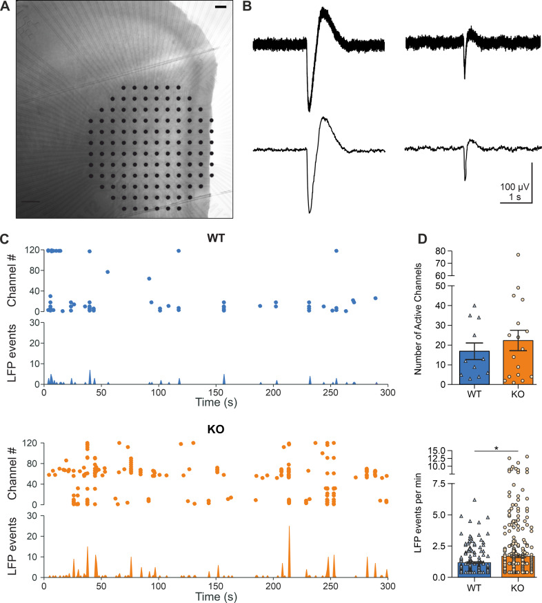 Large-scale network activity in prelimbic cortex of Arc-NAPE-PLD WT and KO mice.A Coronal slice of the prelimbic region of the mPFC on a MEA; scale bar 100 µm. B Representative traces of two typical LFP events, raw traces (top) and low-pass filtered (bottom). C Representative raster plots (top) and frequency bar plots (bottom) of spontaneous LFP events in WT and KO animal. D Comparison of number of active channels (top) and mean LFP event rates (bottom) in slices from WT and KO mice. Statistical significance was evaluated using Mann–Whitney´s U test, *p < 0.05. MEA microelectrode array, LFP local field potential.