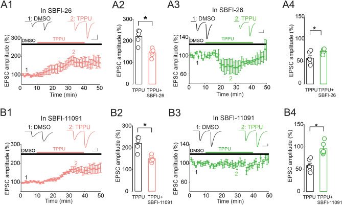 FABPs modulate sEH inhibition-mediated control of CA1 pyramidal neuron glutamate synapses. (A) The FABPs inhibitor SBFI-26 reduces the magnitude of TPPU-induced potentiation and depression of eEPSC amplitude. (A1) Lower panel depicts the magnitude of the eEPSC potentiation induced by TPPU (10 µM) in presence of SBFI-26 (10 µM). Upper graph is the average of eEPSC traces collected before (time 1) and during TPPU (time 2) administration. Scale bars: 25 ms, 100 pA. (A2) The average magnitude of TPPU-induced potentiation obtained in the absence and presence of SBFI-26. (A3) Lower panel depicts the magnitude of the eEPSC depression induced by TPPU (10 µM) in the presence of SBFI-26 (10 µM). Upper graph is a sample of averaged eEPSC traces collected before (time 1) and during TPPU (time 2) administration. Scale bars: 25 ms, 100 pA. (A4) The average magnitude of TPPU-induced depression obtained in the absence and presence of SBFI-26. (B) Potent FABP3 inhibitor reduces the magnitude of TPPU-induced potentiation of EPSCs. (B1) Summary of the TPPU-induced potentiation of eEPSCs obtained in the presence of SBFI-11091 (10 µM). Upper graph is a sample of eEPSC traces collected before (time 1) and during TPPU (time 2) administration. (B2) Averaged amplitude of eEPSCs obtained in TPPU and TPPU plus SBFI-11091. (B3–B4) Inhibition of FABP3 abolishes TPPU-induced depression of eEPSCs. (B3) Summary of the TPPU-induced depression of eEPSCs obtained in the presence of SBFI-11091 (10 µM). Upper graph is a sample of eEPSC traces collected before (time 1) and during TPPU (time 2) administration. Scale bars: 25 ms, 100 pA. (B4) Averaged eEPSCs amplitude obtained in TPPU and TPPU plus SBFI-11091. *p < 0.05.