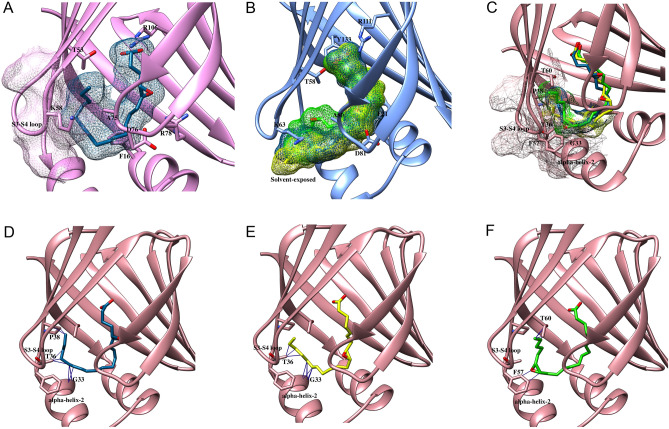 Van der Waals clashes and solvent exposure of EETs. The compact binding pocket of (A) FABP3 induces van der Waals clashes with 5,6-EET while that of (C) FABP7 results in clashes with 5,6-EET, 8,9-EET, and 14,15-EET. The wider pocket of (B) FABP5 leads to solvent exposure of the acyl chains of 5,6-EET, 8,9-EET, and 14,15-EET to reduce affinity. (D–F) Van der Waals clashes of (D) 5,6-EET with P38, T36 and G33, (E) 8,9-EET with T36 and G33, and (F) 14,15-EET with F57 and T60 in the binding pocket of FABP7.