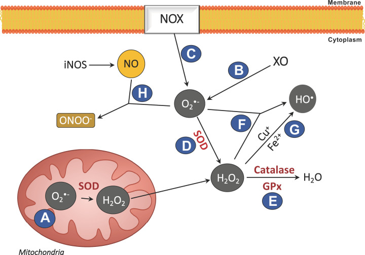 Modulation of cellular ROSThe majority of ROS originate from various sources within the cell. Production is via (A) the mitochondrial electron transport chain, (B) the enzymatic reaction catalysed by XO and (C) by NOX. Endogenous antioxidant mechanisms are exerted via (D) SOD conversion of O2•− to H2O2, followed by conversion to water by (E) CAT and/or GPx. When ROS production exceeds the endogenous antioxidant mechanisms capacity, (F and G) H2O2 may react with O2•− to form HO• (Haber–Weiss and Fenton reactions). (H) Oxygen radicals can also react with NO to generate ONOO-.