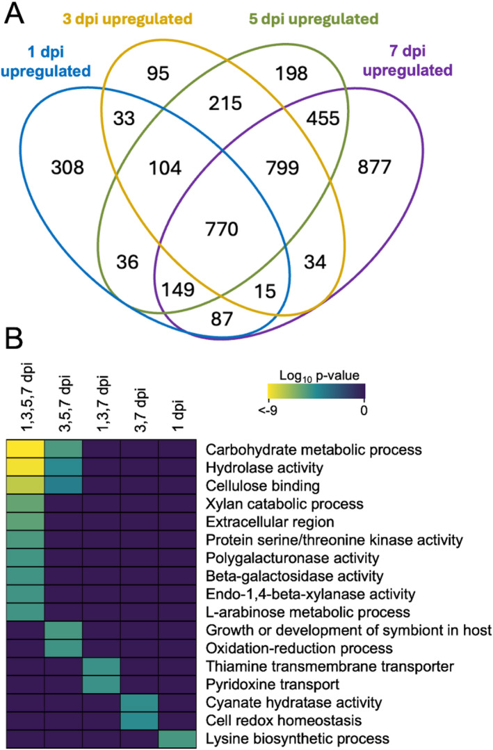 Upregulated differential gene expression of S. sclerotiorum infecting C. sativa across a seven-day infection period. (A) Venn diagram of significantly upregulated differentially expressed gene sets (FDR < 0.05) in response to infection. (B) Heatmap of significantly enriched GO terms (FDR < 0.01) resulting from timepoint-specific and shared subsets. A brighter yellow colour indicates greater statistical significance. Differentially expressed genes were compared to in vitro grown S. sclerotiorum. dpi = days post inoculation.