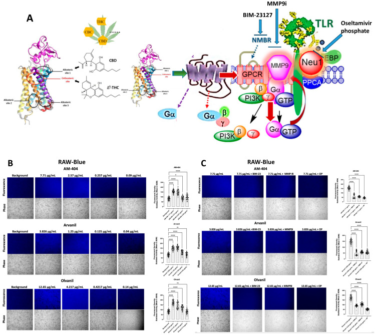 Sialidase activity is associated with CB1 GPCR agonist treatments of live RAW-blue macrophage cells. (A) We propose that the CB1 GPCRs heterodimerize with neuromedin B (NMBR) tethered to TLR in a multimeric receptor complex with matrix metalloproteinase-9 (MMP-9) and neuraminidase-1 (Neu1) in naïve (unstimulated) TLR-expressing cells. Here, a novel molecular signaling platform regulating the interaction and signaling mechanism between these molecules on the cell surface uncovers a functional selectivity of CB1 GPCR biased heteromers with NMBR to induce TLR activation signaling axis mediated by Neu1 sialidase activation and the modification of TLR glycosylation. This signaling platform potentiates MMP9 and Neu1 crosstalk on the cell surface, which is essential for activating TLR. Citation: Taken in part from Bunsick et al. [52]. (B) Cells were allowed to adhere on 12 mm circular glass slides for 24 h at 37 °C in a humidified incubator. After removing the media, 0.318 mM 4-MUNANA substrate in Tris-buffered saline pH 7.4 was added to cells alone (control background) or with either AM-404, Arvanil, and Olvanil at the indicated dosage. Fluorescent images were taken 2 min after adding substrate using epi-fluorescent microscopy (20× objective). The sialidase hydrolyzed product of 4-MUNANA (4-MU) has an emission at 450 nm (blue color) when excited at 365 nm. The mean fluorescence of 50 multi-point replicates surrounding the live cells’ periphery was calculated using Image J software, 1.5g, Java 1.8.0_345 (64-bit). The mean fluorescence ± S.E.M is represented by error bars. (C) Different components of the signaling paradigm were inhibited using BIM-23127, an antagonist of NMBR, MMP9i, an inhibitor of MMP-9, and oseltamivir phosphate (OP), an inhibitor of Neu-1 at the indicated predetermined concentrations. The quantified data represent two to three independent experiments displaying similar results. Statistical significance, as indicated by asterisks, was calculated with ANOVA and Fisher’s LSD uncorrected multiple comparisons post hoc test at a confidence level of 95%. ns = non-significant, **** p < 0.0001, * p < 0.05.