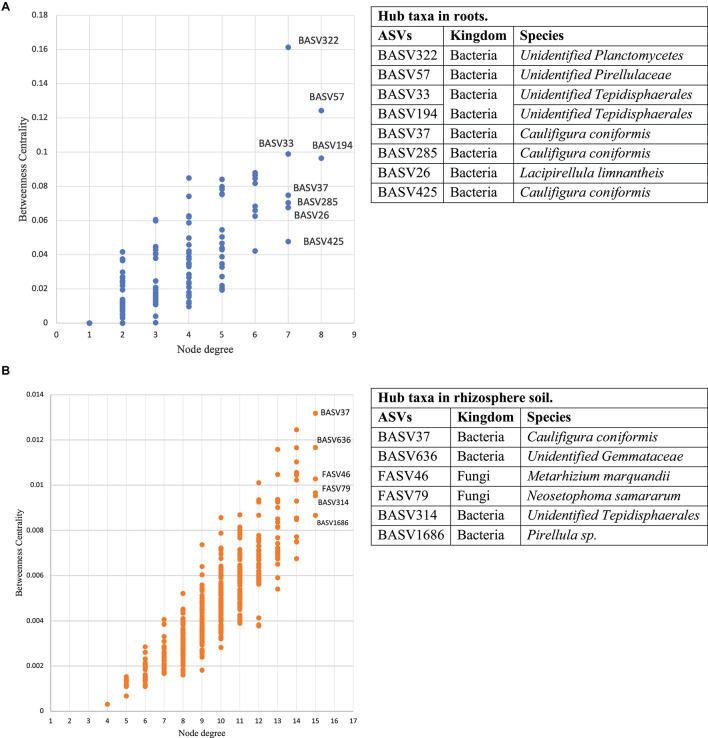 Interkingdom network cooccurrence in hemp microbiome. The microbial network cooccurrence includes three fully independent replicates. Betweenness centrality and node degree of ASVs and their inter-connection identified eight hub taxa in the root (A). Betweenness centrality and node degree of ASVs and their inter-connection identified six hub taxa in rhizosphere soil (B). Here soil refers to rhizosphere soil. Tables next to each figure identifies microbiota corresponding to the hub ASVs.