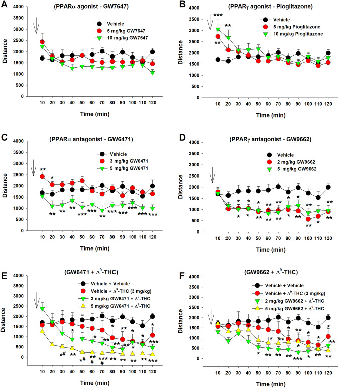 Effects of Δ9-THC and/or PPAR agonists or antagonists on open-field locomotion.A/B Systemic administration of the PPARα agonist GW7647 failed to alter open-field locomotion (A), while the PPARγ agonist pioglitazone produced a transient increase in locomotion (B). C/D Systemic administration of PPARα antagonist GW6471 (C) or PPARγ antagonist GW9662 (D) alone dose-dependently inhibited open-field locomotion. E/F Pretreatment with GW6471 enhanced Δ9-THC-induced reduction in locomotor activity (E), while GW9662 pretreatment did not significantly alter Δ9-THC action in locomotion (F). n = 8/group. *p < 0.05, **p < 0.01, ***p < 0.001, compared to the vehicle group. # p < 0.05, compared to the (Vehicle + Δ9-THC) group (E).