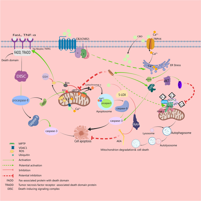 CBD directly exhibits anti-glioma effects. CBD chiefly induces glioma cellular apoptosis via both intrinsic pathways (mitochondria) and extrinsic pathways (death receptor), wherein cannabidiol, through oxidative stress and the activation of multiple receptors such as TRPV4, VDAC1, and endogenous cannabinoid receptors, alters intracellular calcium flux and AEA levels. These alterations compromise mitochondrial and endoplasmic reticulum functionality, subsequently triggering apoptotic and autophagic downstream cascades and intertwining the two, ultimately curtailing glioma cell proliferation and precipitating their demise. It is evident that the disruption of mitochondrial structures/functions and the elicited ER stress are the central of CBD's anti-glioma efficacy. This figure is created with MedPeer (medpeer.cn)