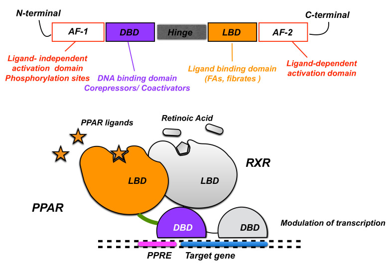 Gene structure of PPAR and regulation of transcription.