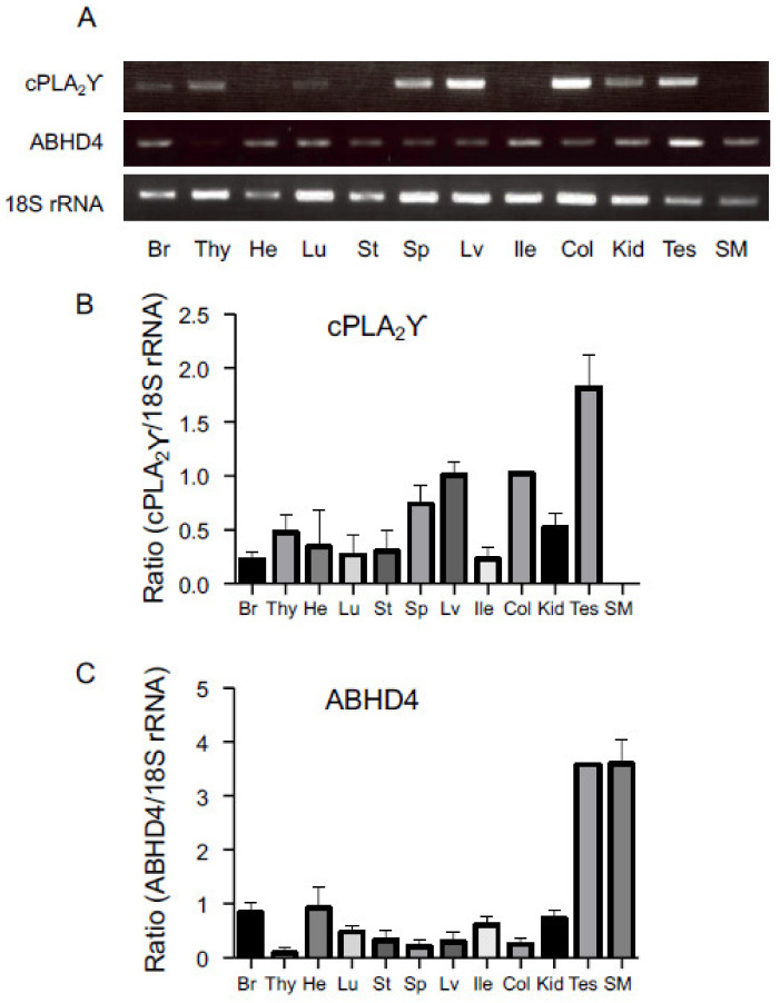 Tissue distribution of cPLA2γ and ABHD4 in mice. mRNAs from the indicated mouse tissues were analyzed by reverse transcription-PCR using primers specific for cPLA2γ, ABHD4, and 18S rRNA (a control) (A). The semi-quantitative results are also shown (mean values ± S.D., n = 3) (B,C). Br: brain; Thy: thymus; He: heart; Lu: lung; St: stomach; Sp: spleen; Lv: liver; Ile: ileum; Col: colon; Kid: kidney; Tes: testis; SM: skeletal muscle.
