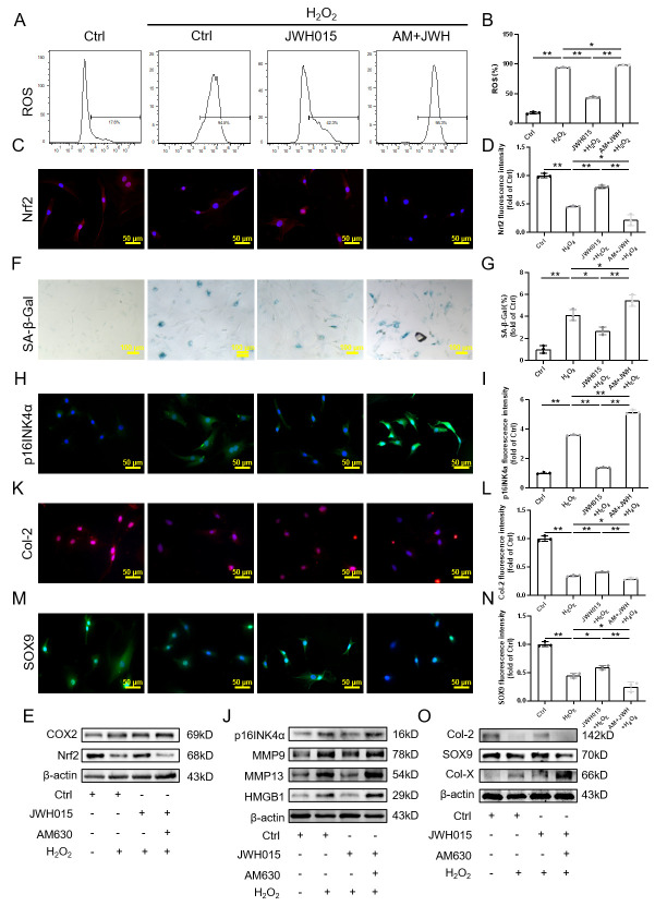 Effect of targeting CB2R on senescence of NPC induced by H2O2. (A-B) Flow cytometry results of ROS; (C-D) Immunofluorescence staining results of Nrf2 (scale bar = 50 μm); (e) Western blot results of Nrf2, COX2; (F-G) SA-β-Gal staining and quantitative analysis results (scale bar = 100 μm); (H-I) Immunofluorescence staining results of p16INK4a (scale bar = 50 μm); (J) Western blot results of p16INK4a, MMP9,MMP13 and HMGB1; (K-N) Immunofluorescence staining results of Col-2 and SOX9 (scale bar = 50 μm); (O) Western blot results of Col-2, SOX9 and Col-X. Each experiment was conducted thrice, and the data are shown as the mean ± SD. *p < 0.05, **p < 0.01.