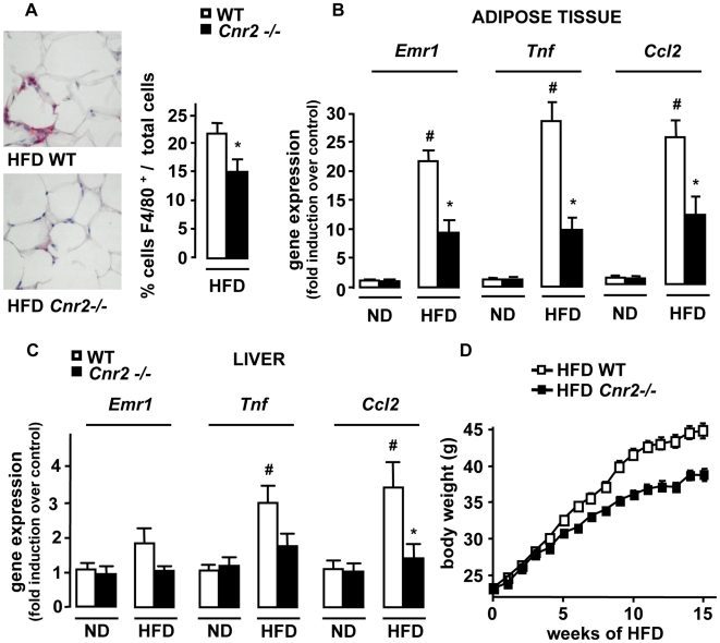 Cnr2 knock-out reduces the inflammatory response in the adipose tissue and the liver.WT and Cnr2 −/− mice were fed a HFD or a ND for 15 weeks. A, Macrophage infiltration into epididymal fat was assessed by immunohistochemical detection of F4/80 (magnification ×400) and quantification of F4/80 stained cells/total cells. B, Fold induction of fat Emr1, Ccl2 and Tnf expression over control conditions (ND-fed WT mice). C, Fold induction of hepatic Emr1, Ccl2 and Tnf expression over control conditions (ND-fed WT mice). D, Body weight progression over time of WT and Cnr2 −/− mice fed a HFD for 15 weeks (p<0.05 by two way ANOVA). *p<0.05 for HFD-fed Cnr2 −/− vs HFD-fed WT mice. #p<0.05 in HFD-fed WT vs ND-fed WT mice.