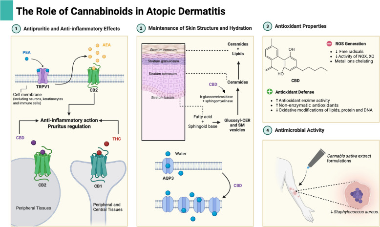 Cannabinoids as complementary therapy for DA. 1 PEA can interact with TRPV1 and prevent degradation of AEA, an anti-inflammatory and antipruritic endocannabinoid; Phytocannabinoids such CBD and THC interact with CB receptors and also have anti-inflammatory effects. 2 CBD increase sphyngomielinase activity and expression of AQP3, contributing to the maintenance of skin structure and hydration, respectively. 3 CBD possesses antioxidant properties, exerting both direct and indirect effects on the reduction of free radical formation and on protective mechanisms. 4 Formulations containing CBD and THC derived from Cannabis sativa extract have antimicrobial activity against S. aureus and other microorganisms. Created in Biorender. Geraldo, A. (2025) https://Biorender.com/pfekfox