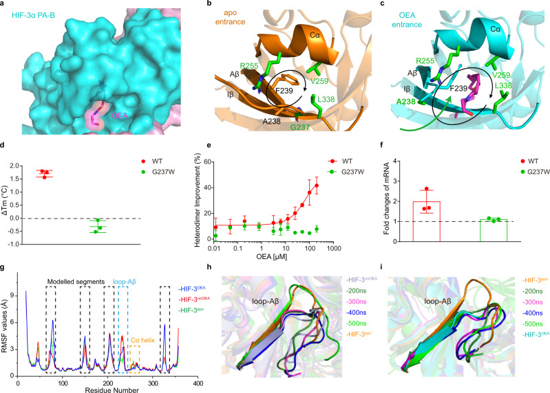The loop-Aβ region of HIF-3α gates the OEA pocket entrance.a An enlarged view of OEA in the binding pocket of HIF-3α, shown in the magenta. b,c Comparison of the HIF-3α PAS-B entrance position in the apo (b) and OEA-bound structures (c). The entry route of OEA is simply marked with a green arrow. The residues surrounding the entrance are labeled in green, and all residues are shown with their side chains, except G237. d The ΔTm values of wild-type HIF-3α (WT) and G237W mutant both heterodimerized with ARNT were measured by PTS in the presence of 20 μM OEA. e The effect of OEA on the heterodimerization between HIF-3α mutant G237W and ARNT, as monitored by TR-FRET. f Comparison of fold changes in the mRNA expression of HSPA6 between overexpressed wild-type HIF-3α and the mutant G237W after OEA (25 μM) treatment. g Cα RMSF plots for the HIF-3α subunit in each system. The highly flexible regions including modelled linkers (black) and loop-Aβ (cyan) are highlighted. And the region of Cα helix marks in orange. h, i Snapshot structures extracted from the trajectories of HIF-3noOEA (h) and HIF-3apo (i). Error bars, mean ± SD.; n = 3 (biological replicates) for (d–f).