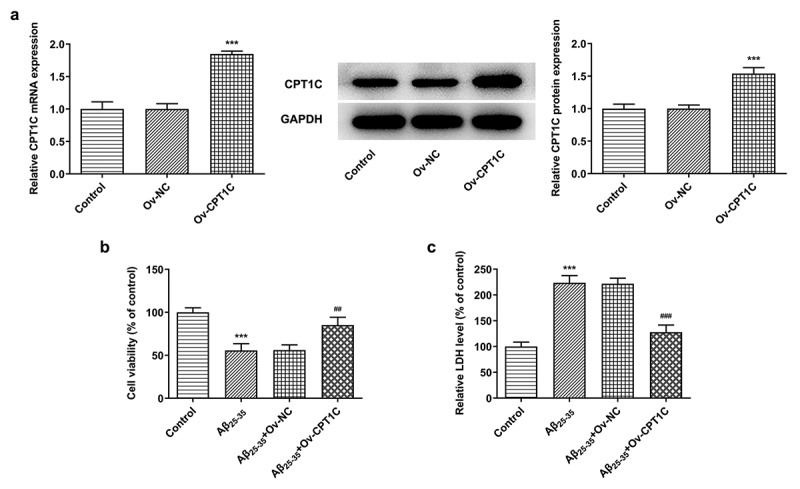 CPT1C overexpression attenuated cell viability and toxic injury in Aβ25-35-induced HT22 cells. HT22 cells were transfected with Ov-CPT1C or Ov-NC for 24 h, and then treated with Aβ25–35 for another 24 h