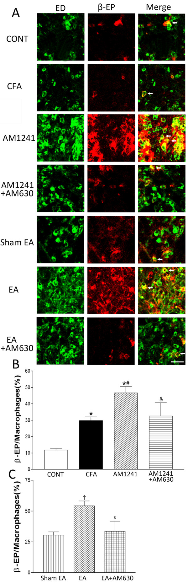 Effects of AM1241, EA, AM1241 plus AM630, and EA plus AM630 on macrophages labeled with β-endorphin in the skin tissues. A, representative confocal images showing ED1-positive macrophages (ED, green, left panels) and β-endorphin-immunoreactive cells (β-EP, red, middle panels). The right panels are overlay images showing double-labeled β-endorphin and macrophages (Merge, yellow, white arrows). Images include vehicle control (CONT), CFA+vehicle of AM1241 (CFA), CFA+AM1241 (AM1241), CFA+AM1241+AM630 (AM1241+AM630), CFA+sham EA+vehicle of AM630 (sham EA), CFA+EA+vehicle of AM630 (EA), and CFA+EA+AM630 (EA+AM630) groups (Scale bar, 50 μm). B-C, summary graphs show the percentage of macrophages labeled with β-endorphin (β-EP) in the total of ED1-positive macrophages in the skin tissues. Data are expressed as means ± SEM (n = 6 rats in each group). * P < 0.05, compared with the vehicle control group; # P < 0.05, compared with the CFA+vehicle of AM1241 group; & P < 0.05, compared with the CFA+AM1241 group; †P < 0.05, compared with the CFA+sham EA+vehicle of AM630 group; $ P < 0.05, compared with the CFA+EA+vehicle of AM630 group (One-way ANOVA followed by Tukey's test).