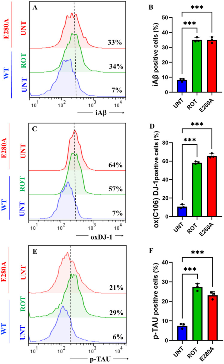 Rotenone (ROT) induces accumulation of iAβ, oxidized DJ-1 (DJ-1Cys106-SO3) and phosphorylation of TAU at pathological residue Ser202/Thr205 in ChLNs. After 7 days of transdifferentiation, WT PSEN1 ChLNs were untreated or treated with ROT 10 μM and PSEN1 E280A ChLNs were left in regular culture medium (RCm) for 24 h. A Representative flow cytometry histogram showing iAβ. B Quantification of iAβ by flow cytometry, C Representative histogram showing oxDJ-1 by flow cytometry. D Mean fluorescence intensity (MFI) of oxDJ-1. E Representative histogram showing p-TAU by flow cytometry. F Mean fluorescence intensity (MFI) of p-TAU. G–I Representative fluorescence microscopy photographs showing G iAβ in untreated PSEN1 WT ChLNs or H treated with ROT. Representative fluorescence microscopy photographs showing I iAβ-positive cells in PSEN1 E280A ChLNs. Positive blue fluorescence reflects nuclei, positive red fluorescence reflects the presence of iAβ protein. J Mean fluorescence intensity (MFI) of iAβ. K–M Representative fluorescence microscopy photographs showing K Representative fluorescence microscopy photographs showing oxDJ-1 in untreated PSEN1 WT ChLNs or L treated with ROT. Representative fluorescence microscopy photographs showing M oxDJ-1-positive cells in PSEN1 E280A ChLNs. Positive blue fluorescence reflects nuclei, positive green fluorescence reflects the presence of oxDJ-1 protein. N Mean fluorescence intensity (MFI) of oxDJ-1. O–R Representative fluorescence microscopy photographs showing O p-TAU in untreated PSEN1 WT ChLNs or P treated with ROT. Representative fluorescence microscopy photographs showing Q p-TAU-positive cells in PSEN1 E280A ChLNs. Positive blue fluorescence reflects nuclei, positive red fluorescence reflects the presence of p-TAU protein. R Mean fluorescence intensity (MFI) of p-TAU. Data are expressed as mean ± SD; Statistically significant differences when *p < 0.05; ** p < 0.01; ***p < 0.001. The figures represent 1 out of 3 independent experiments. Image magnification, 200×