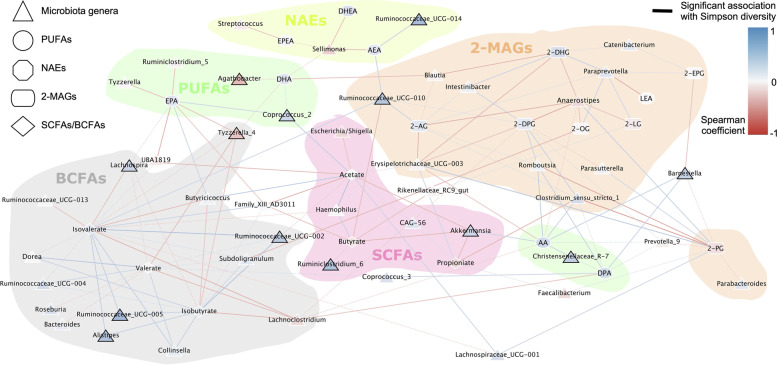 Correlation network between microbiota and bioactive lipids show distinct clusters associated with BCFAs and 2-MAGs. Network representing associations between gut microbiota genera that were at more than 1% in at least one sample and lipids based on Spearman correlations. Dotted lines represent significant correlations with a p-value < 0.01 and straight lines represent significant correlations after FDR with a p-value < 0.05. Color of the edge indicates the strength of positive (blue) or negative (red) correlation. Nodes are colored based on their association with microbiota diversity measured on all sequence variants by Simpson’s index (1-D) and nodes with significant correlations after FDR (p<0.05) have black border. Colored circles were drawn by hand to highlight subnetworks dividing molecules by lipid classes. Taxa were included in the group with which they had the most significant correlations. In case of a tie between two or more groups, genera were not circled