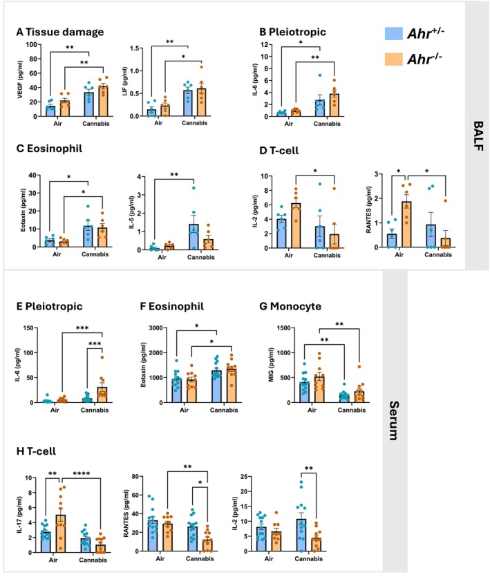 Cannabis smoke induces cytokine expression in BALF and serum. Cytokine concentrations were measured in BALF (A–D) and serum (E–H) from Ahr +/− and Ahr −/− mice following exposure to air or cannabis smoke. (A) Tissue damage‐related cytokines VEGF and LIF. (B) Pleiotropic cytokine IL‐6. (C) Eosinophil‐related cytokines eotaxin and IL‐5. (D) T‐cell‐related cytokines IL‐2 and RANTES. (E) Systemic IL‐6 levels in serum. (F) Serum eosinophil‐related cytokine eotaxin. (G) Serum monocyte‐related cytokine MIG. (H) Serum T‐cell‐related cytokines IL‐17, RANTES, and IL‐2. Data are presented as mean ± SEM, with individual points representing biological replicates. Statistical significance is indicated as *p < 0.05, **p < 0.01, ***p < 0.001, and ****p < 0.0001.