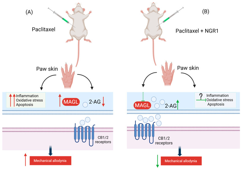 A schematic representation of the antiallodynic effect of NGR1 in a mouse model of paclitaxel-induced mechanical allodynia. NGR1 prevents the development of PIMA. Multiple pathways could potentially be involved in NGR1-induced alleviation in mechanical allodynia in female mice. (A) In a female mouse model of PIMA, the intraperitoneal injection of paclitaxel increases MAGL activity in paw skin of mice. The increase activity of MAGL would enhance the degradation of 2-AG and thus lead to the reduction in the levels of 2-AG. Consequently, low levels of 2-AG could reduce the activation of the CB1 and CB2 receptors resulting in increased sensitivity to mechanical allodynia. Paclitaxel also activates pathways involved in oxidative stress, apoptosis, and inflammation (B) Prophylaxis treatment with NGR1 before the development of PIMA could potentially reduce the paclitaxel-associated increases in MAGL activity and thus decrease the degradation and increase the availability of 2-AG to bind to CB1 and CB2 receptors. Stimulation of these receptors could reduce the mechanical allodynia induced by paclitaxel and subsequently elicit the antiallodynic and analgesic effect of NGR1. Other pathways such as anti-inflammatory, anti-apoptotic, and antioxidant could also possibly be activated and involved in NGR1 antiallodynic and analgesic actions. The exact contribution needs further experimental confirmation. 2-AG: 2-arachidonoyl glycerol; MAGL: monoacylglycerol lipase; NGR1: Notoginsenoside R1; PIMA: paclitaxel-induced mechanical allodynia, (Created by biorender.com).