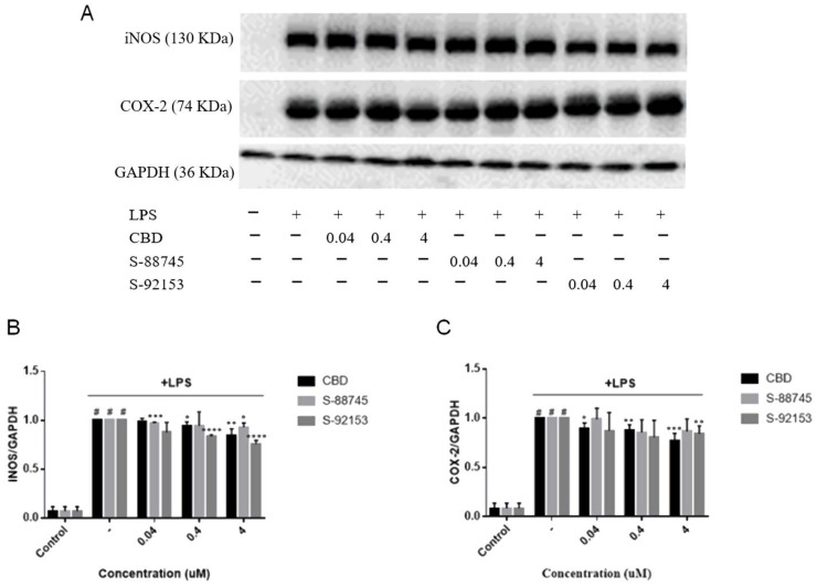 Effects of CBD, S-88745 and S-92153 on the expression of iNOS and COX-2 induced by LPS. In addition to an untreated control group and the LPS−treated group, RAW264.7 cells pretreated with CBD, S-88745 and S-92153 at 0.04, 0.4, and 4 µM for 1.5 h, and then treated all groups with LPS, except the control group for 20 h. The levels of iNOS and COX-2 in the culture supernatants of RAW264.7 macrophages were then detected by western blot. (A) iNOS and COX-2 protein expression levels. (B) Relative ration analysis of iNOS expression. (C) Relative ration analysis of COX-2 expression. The experiments were repeated three times. Each bar illustrates the average ± standard deviation (SD) counted from three experiments. p < 0.05 was considered statistically significant. * p < 0.05 compared to the LPS−treated group; ** p < 0.01 compared to the LPS−treated group; *** p < 0.001 compared to the LPS−treated group; **** p < 0.0001 compared to the LPS−treated group; # p < 0.0001 compared to the control group.