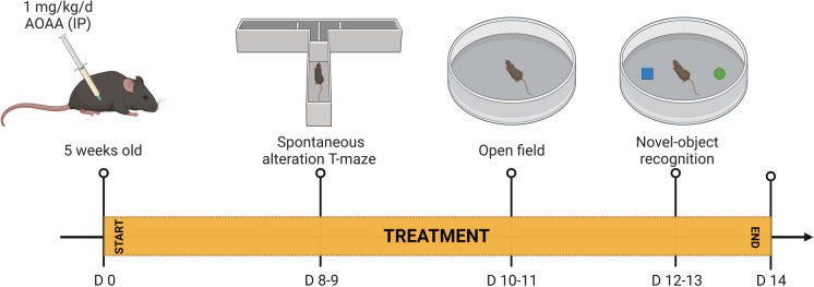 Timeline of the in vivo studies. The letter “D” stands for day