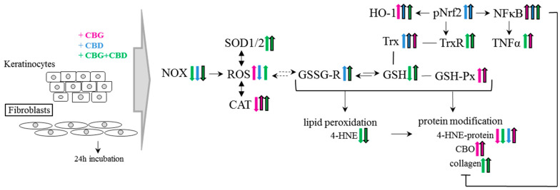 The effect of phytocannabinoids on keratinocytes and fibroblasts under standard conditions. Abbreviation: 4-HNE, 4-hydroxynonenal, 4-HNE-protein, 4-HNE-protein adducts; CAT, catalase; CBD, cannabidiol; CBG, cannabigerol; CBO, carbonyl groups; GSH, glutathione; GSH-Px, glutathione peroxidase; GSSG-R, glutathione reductase; HO-1, heme oxygenase-1; NF-κB, nuclear factor kappa-light-chain-enhancer; NOX, NADPH oxidase; Trx, hioredoxin; pNrf2, nuclear factor erythroid 2-related factor 2 phosphorylated form; ROS, reacctive oxygene species; SOD-1, cytosolic superoxide dismutase; SOD-2, mitochondrial superoxide dismutase; TNFα, tumor necrosis factor α; TrxR, thioredoxin reductase; UV, ultraviolet radiation.