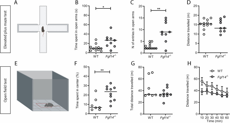 Behavioral tests related to anxiety in WT and Ffg14−/− mice.WT (empty circles) and Fgf14−/− (filled circles) mice were tested in the elevated plus maze (EPM) test (A–D), and the open field (OF) test (E–H). A Schematic representation of the EPM. Fgf14−/− mice spend more time in open arms B, with an increased number of entries in them C compared to WT, showing a decreased anxiety-like behavior. Distance travelled is not different between genotypes D. E Schematic representation of the OF. Fgf14−/− mice spend more time in the center of arena relative to WT F, confirming a decreased anxiety-like behavior. Distance travelled, reported as total distance G, or binned every 10 min H is not different between genotypes. The bars indicate median values. *p < 0.05, **p < 0.01.
