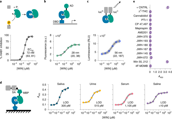 PYR1-based sensors are portable to diverse CID-based output systems demonstrated with PYR1WIN.a, Phosphatase inhibition. Ligand-dependent inhibition of ΔN-HAB1 phosphatase activity by recombinant receptors using a fluorogenic substrate. Inhibition expressed relative to mock controls (n = 3). b, Gene activation. Ligand-induced gene activation in S. cerevisiae using an engineered Z4-PYR1/VP64-ΔN-HAB1 genetic circuit. Whole-cell fluorescence generated from an integrated Z44-CYC1core-GFP-CYC1t reporter is shown (12 h after ligand addition; n = 3). c, Split luciferase complementation. Addition of ligand results in luminescence from NLucN-PYR1/NLucC-ΔN-HAB1 (n = 3). d, PYR1 ELISA-like immunoassays. Immobilized receptors recruit biotinylated ΔN-HAB1T+ in response to ligand, and colorimetric signal is generated by a secondary streptavidin-HRP conjugate. Assays conducted in fivefold dilutions of saliva, urine, serum and blank saline are shown, with the lower limit of detection (LOD; Methods) of each assay shown (n = 3). Data points represent the mean, and the 95% confidence interval is shown on fits in a–d as gray shading and stated in square brackets along with the EC50 values. e, Receptor cross-reactivity evaluation in PYR1 ELISAs. The cannabinoids shown were assayed for signal generation at 2 µM. + CNTRL, PYR1M tested with 2 µM ABA (n = 3); RLU, relative luminescence unit. Protein parts: DBD, DNA binding domain; AD, activation domain; MBP, maltose binding protein; SA, streptavidin. Chemicals: THC, tetrahydrocannabinol; WIN, (+)-WIN 55,212-2.Source data