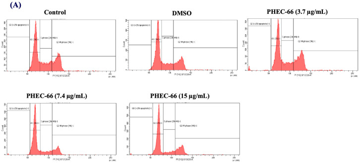 The effect of PHEC-66 treatment on melanoma cell cycle kinetics was assessed for three different cell lines. These cells were exposed to PHEC-66 at concentrations equivalent to 50%, 100%, and 200% of their respective IC50 values, and the treatment duration was 24 h. (A) Cell cycle distribution for MM96L was analysed for MM96L using BD LSRFortessa, (B) MM418C1, (C) MM329, and (D) MM96L. The data presented represent the mean ± standard deviations for each group (n = 3). Significant differences between groups are indicated * p < 0.05, ** p < 0.01, *** p < 0.001.