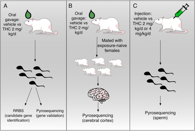 Experimental design. (A) Exposure of sperm via gavage: adult male rats were exposed to either vehicle or THC (2 mg/kg/d) via oral gavage. Exposed sperm were isolated, DNA extracted, and reduced representation bisulfite sequencing (RRBS) performed for candidate gene identification. Bisulfite pyrosequencing of the sperm was then carried out to confirm RRBS findings. (B) Heritability: Oral gavage-exposed males were mated with exposure-naive females, and pyrosequencing was then performed on the cerebral cortex of the F1 generation. (C) Exposure via injection: adult male rats were exposed to either vehicle, THC (2 mg/kg/d), or THC (4 mg/kg/d) via subcutaneous injection. Sperm were then isolated from these exposed males, and bisulfite pyrosequencing was carried out.