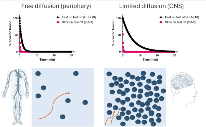Consequences of rebinding on the apparent reversal of CB1R occupancy in the brain and periphery. Simulated target reversal rates were derived under conditions of limited diffusion based on the association (k on) and dissociation (k off) rates determined in competition kinetic binding experiments. All kinetic parameters used for these plots are taken from Table 3. For simulation purposes, the reversal rate k r was based on the model of an immunological synapse (Coombs and Goldstein, 2004). k r values are calculated using the following equation k r = k off /(1+ k on *R/k-), where k off is the dissociation rate from the receptor, k on is the association rate onto the receptor, [R] is the surface receptor density fixed at 1 × 1011 cm−2 for CB1R calculations, and k- is the diffusion rate of the synaptic compartment into bulk aqueous, fixed at 1.2 × 10−5 cm/s.