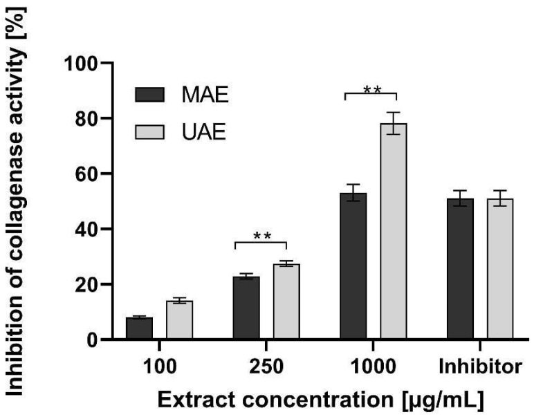 Influence of hemp extracts on collagenase inhibition. Data are the mean ± SD of three independent experiments, each of which consists of three replicates per treatment group. ** p < 0.001 versus the control.