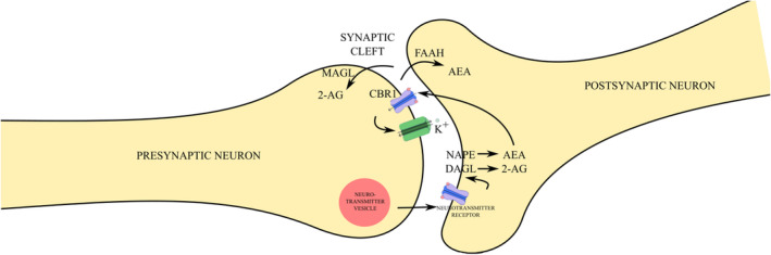 Simplified overview of ECS signaling. A neurotransmitter is released from a vesicle in the presynaptic neuron into the synaptic cleft due to Ca2+ influx, where it binds to its specific receptor on the membrane of the postsynaptic neuron. This binding activates the enzymes NAPE‐PLD and DAGL, which synthesize AEA and 2‐AG, respectively, in the postsynaptic neuron. Both AEA and 2‐AG are hydrophobic, allowing them to diffuse from the postsynaptic membrane. AEA and 2‐AG then travel back across the synaptic cleft and bind to the CBR1 receptor on the presynaptic neuron. The CBR1 receptor is linked to the Gi protein, which inhibits the voltage‐gated Ca2+ channel, causing membrane hyperpolarization by stimulating K+ channels and reducing depolarization. This process decreases Ca2+ influx, thereby decreasing neurotransmitter exocytosis. Subsequently, 2‐AG undergoes passive diffusion into the presynaptic membrane, where it is degraded by MAGL, while AEA undergoes passive diffusion into the postsynaptic membrane, where it is degraded by FAAH. 2‐AG ‐ 2‐arachidonoylglycerol; AEA ‐ N‐arachidonoylethanolamine; CBR1 – cannabinoid receptor type 1; DAGL ‐ diacylglycerol lipase; FAAH ‐ fatty acid amide hydrolase; MAGL ‐ monoacylglycerol lipase; NAPE‐PLD – N‐acyl phosphatidylethanolamine‐specific phospholipase D.