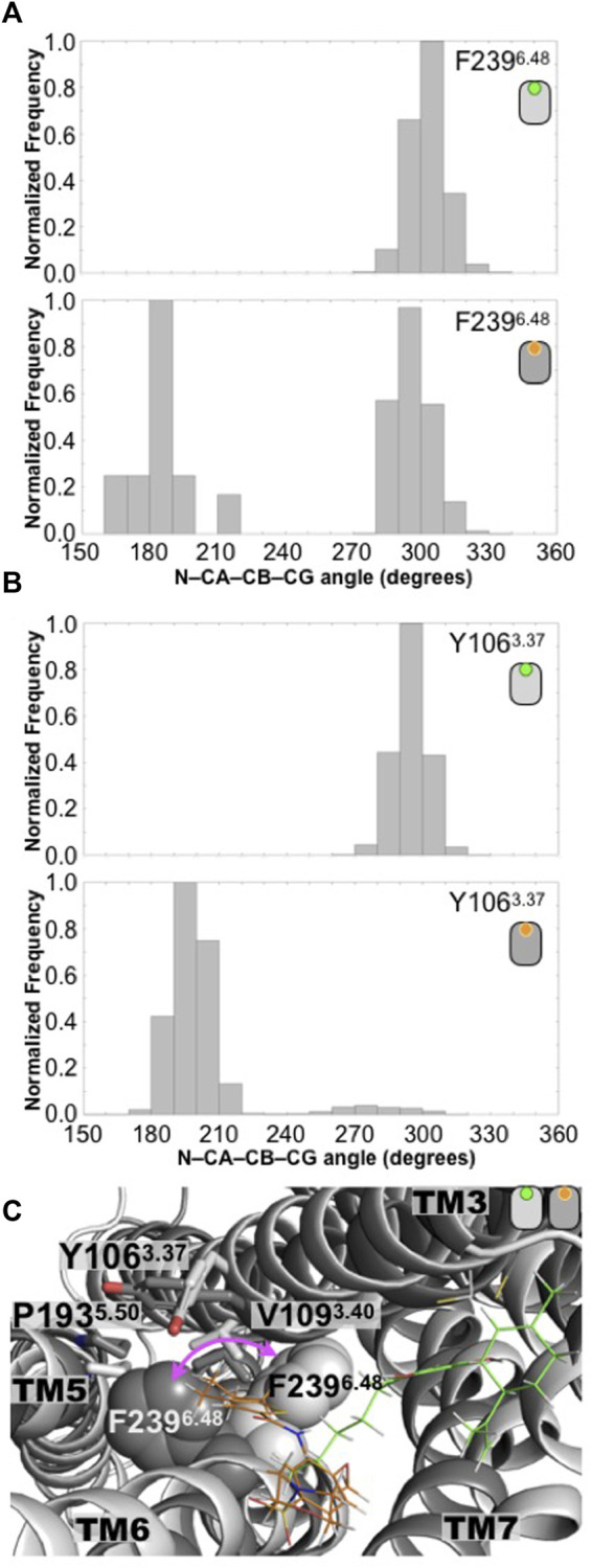 Conformation changes in the toggle switch motif distinguished the antagonist-bound versus the agonist-bound GPR55 complexes. (A) Distributions of the N-CA-CB-CD dihedral angle of the F2396.48 residue in the CBD/GPR55 and ML186/GPR55 complexes. Position 6.48 is known as the toggle switch and has been implicated in GPCR activation. In the case of the GPR55, position 6.48 bears a phenylalanine residue, F2396.48. (B) Another residue that seems to play a role in the changes of F2396.48 rotameric state is the Y1063.37, which also displays a distinctive dihedral angle distribution. (C) Superimposed final structures of the CBD/GPR55 and ML186/GPR55 simulations. The different position of residue F2396.48 in the two GPR55 systems is illustrated (magenta arrow). The deeper molecular pose of the selective agonist ML186 (orange) may be responsible for the different position of the F2396.48 sidechain.
