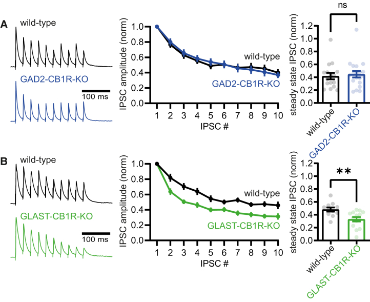 Impaired inhibitory synaptic maturation upon loss of astrocyte CB1 receptors(A) Left: example traces showing the dynamics of inhibitory synaptic transmission in acute brain slices from GAD2-CB1R-KO mice (blue) and their wild-type littermates (black). Middle: averaged IPSC amplitude normalized to the first, for each of the 10 IPSCs in the train. Right: steady-state IPSC amplitude (averaged normalized amplitude of the last three IPSCs in the train) for all individual recorded neurons (dots). Bars show mean.(B) Same as in (A) but for GLAST-CB1R-KO mice (green) and their wild-type littermates (black). Error bars indicate SEM. ∗p ≤ 0.05; ∗∗p ≤ 0.01; ∗∗∗p ≤ 0.001.