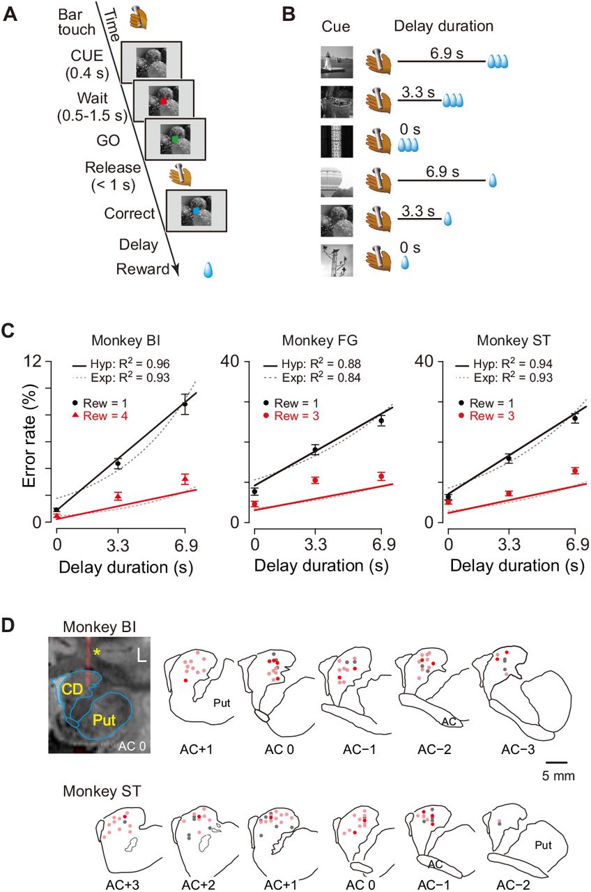 Task, behavioral performance and recording sites.(A) Sequence of events of behavioral tasks. (B) Example of relationship between cue and outcome in delayed reward task. (C) Ratio of error trials (mean ± sem) as a function of de-lay duration in monkeys BI, FG and ST. Data of small (1 drop) and large reward (3 or 4 drops) trials are indicated by black and red, respectively. Solid lines and dotted curves are best fit of Equations 2 and 3, respectively. Note that since two straight lines were simultaneously fitted to the averaged data, the fitting was worse for the data of trials with larger rewards. (D) Series of coronal sections illustrating locations of recorded neurons plotted by dots. Anterior-posterior positions of sections (distance, in mm) are indicated by plus and minus numbers from anterior commissure (AC), respectively. Red, cue-responsive neurons with DV coding; Pink, cue-responsive neurons without DV coding; Gray, neurons without cue response. Coronal sections of CT-MR fusion image in top left visualize an electrode (*) in dCDh. CD, caudate nucleus; Put, putamen.
