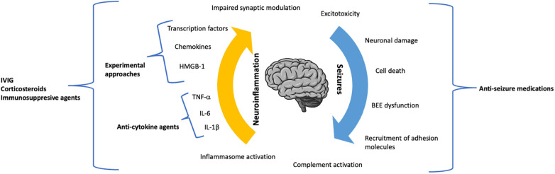 The dynamic role of neuroinflammation and seizure activity in the pathogenic process of status epilepticus.