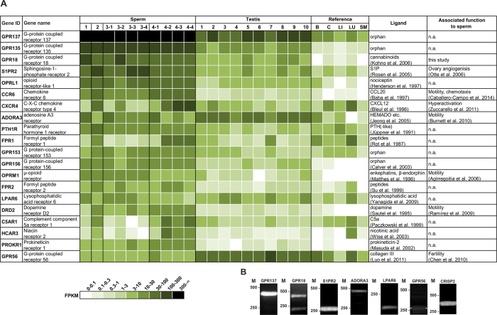 Determination of GPCR transcript levels in human spermatozoa.(A) Shown are the 20 most highly expressed GPCR transcripts in human spermatozoa from four different donors. For sperm donors 3 and 4, four different datasets of four independent semen samples each were generated (Sperm 1, 2, 3-1, 3-2, 3-3, 3-4, 4-1, 4-2, 4-3, 4-4) Data were compared to ten different testis samples (Testis 1–10), brain (B), colon (C), liver (LI), lung (LU) and skeletal muscle (SM). GPCRs are sorted by the mean FPKM in spermatozoa. The FPKM values are an indicator for expression strength of transcripts and are represented by color intensity. Ligand: describes which ligand is known for the respective GPCR. Associated function to sperm: describes whether a function of the respective GPCR is known in sperm. n.a.: not available. (B) RT-PCR analysis of GPCRs obtained from RNA-Seq. Gel electrophoresis of the amplified PCR products from cDNA samples of human sperm and testis samples. For GPR18 we detected both transcript variants. The highly expressed sperm-specific transcript CRISP2 was used as a positive control59. Used primer pairs were intron-spanning excluding gDNA amplified products. M: Marker in bp.