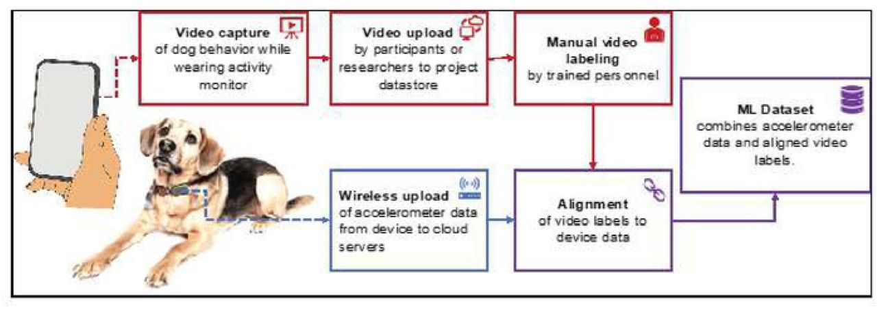 Data acquisition flow.Dogs wearing collar-mounted activity monitors were video recorded performing behaviors of interest or performing everyday activities. Videos were uploaded and the behaviors exhibited in them were manually labeled (tagged). The devices automatically uploaded accelerometer (activity) data to cloud servers, and the device data was aligned with the video labels to remove any temporal offset. The aligned labels and accelerometer time series were combined into datasets suitable for training machine learning models.