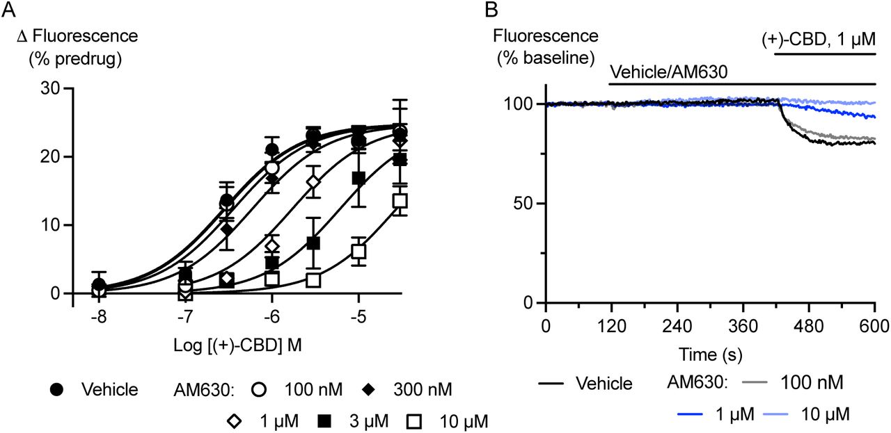 The effects of (+)-CBD are inhibited by the CB2 antagonist AM630.AtT20 cells expressing CB2 receptors were preincubated with AM630 (100 nM to 10 µM) and then challenged with (+)-CBD (10 nM – 30 µM). A) Represents the pooled concentration response curves for (+)-CBD in the presence of the indicated concentrations of (+)-CBD. The curves were shifted in parallel as AM630 concentrations increased (Schild slope 1.1 ± 0.1, pA2 6.5 ± 0.2, n = 6 independent experiments). B) Example traces showing the progressive reduction in the response to (+)-CBD (1 µM) produced by increasing concentrations of AM630.