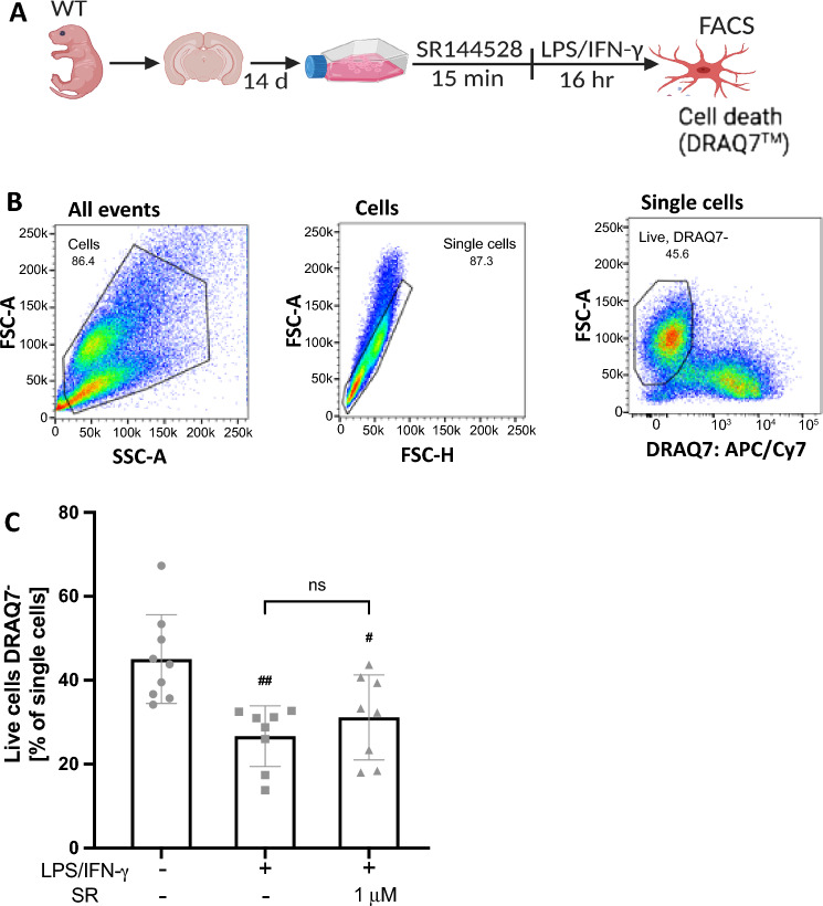 1 µM of SR144528 does not affect the percentage of live cells in LPS/IFN-γ stimulated microglia. (A) Experimental setup. Primary microglia were pre-treated with 1 µM SR144528 for 15 min, followed by LPS/IFN-γ stimulation for 16 h. DRAQ7™ was used to stain dead cells (B) Gating strategy used for the stained microglia. (C) Quantification of the percentage of live microglia cells (DRAQ7 negative). N = 6–9 samples/stimulation (from at least two independent microglia preparations). Data are presented as mean ± SD. One-way ANOVA followed by Tukey's multiple comparisons. ## p < 0.01, # p < 0.01 indicate significance to the untreated control group.