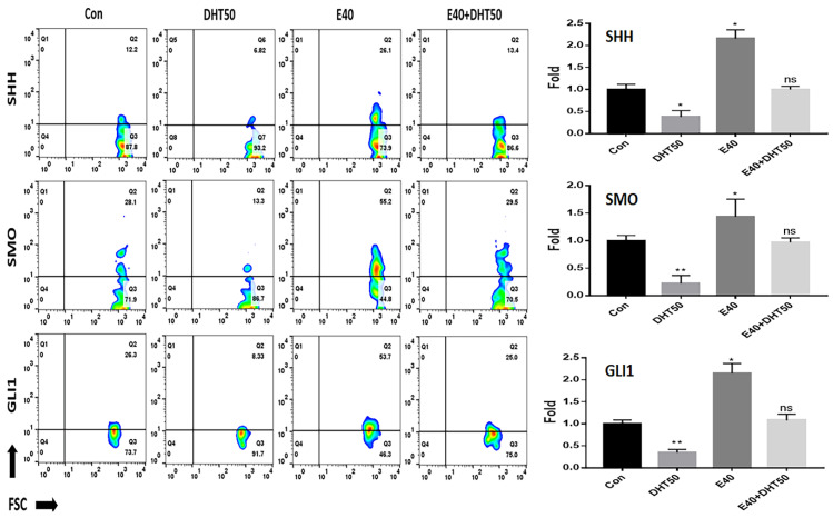 Effect of E40 on the expression of upstream markers in feather formation. Fluorescence in situ hybridization (FISH) analysis using fluorescently labeled anti-mRNA probes for each marker (SHH, SMO, and GLI1). Con: control; DHT50: dihydrotestosterone 50 ng/mL. E40: hemp seed callus-derived exosomes, 40 µg/mL; E40 + DHT50: mixture; ns: not significant (* p < 0.05, ** p < 0.01).