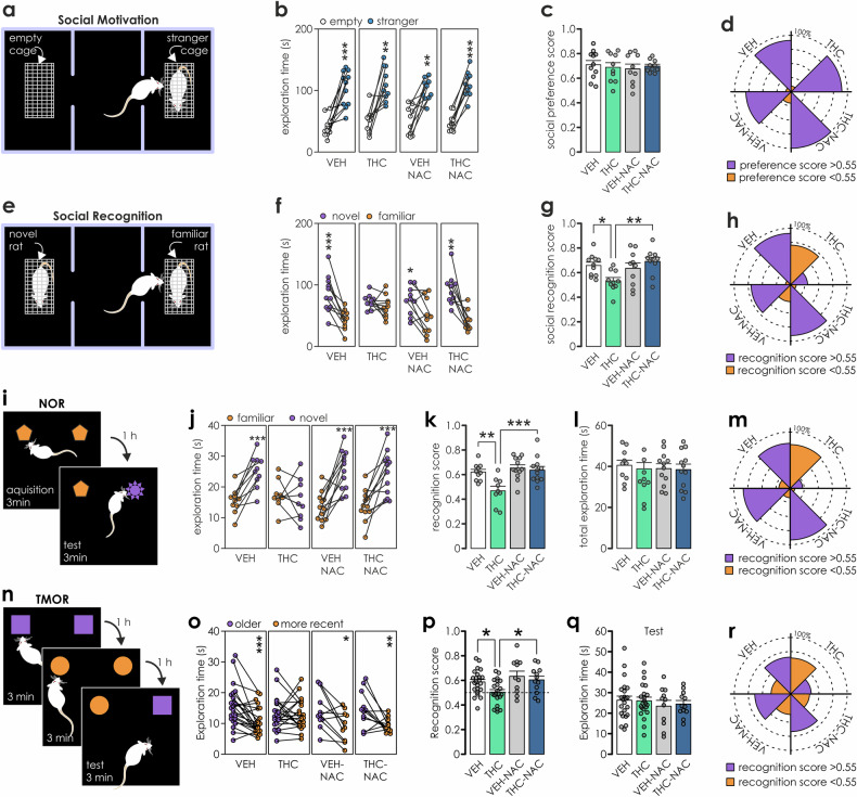 NAC prevents sociability impairments induced by adolescent exposure to THC.Social interaction test (n:VEH = 11, THC = 10, VEH-NAC = 10; THC-NAC = 10). Schematic of the three-chamber test and procedure for social motivation a and social recognition e experimental phases. b Duration that rats spent exploring an empty cage vs. a cage containing stranger rat. Paired t-tests revealed that rats in all experimental groups preferred to explore the stranger rat (VEH: t(10) = −5.55, p < 0.001; THC: t(9) = −4.69, p = 0.001; VEH-NAC: t(9) = −4.67, p = 0.001; THC-NAC: t(9) = −12.15, p < 0.001). c Social preference scores were similar across all treatment groups (two-way ANOVA: IP treatment: F(1,37) = 0.001, p = 0.981; oral treatment: F(1,37) = 0.139, p = 0.712; IP*oral treatment: F(1,37) = 0.423, p = 0.52). d Radial plot depicting the percentage of animals displaying preference toward stranger rat (score > 0.55; purple). Note no differences between groups. f Duration that rats spent exploring a novel vs. familiar rat. Paired t-tests: VEH: t(10) = −5.464, p < 0.001; THC: t(9) = −1.036, p = 0.327; VEH-NAC: t(9) = −3.121, p = 0.012; THC-NAC: t(9) = −4.65, p = 0.001. g Social recognition scores were lower for THC-exposed rats (two-way ANOVA: IP treatment: F(1,37) = 1.058, p = 0.31; oral treatment: F(1,37) = 4.078, p = 0.051; IP*oral treatment: F(1,37) = 7.43, p = 0.01, pairwise comparisons: VEH vs. THC p = 0.011; THC vs. THC-NAC p = 0.002). h Radial plot depicting the percentage of animals displaying preference towards a novel rat (score > 0.55; purple). Note the inverted pattern in THC, but not in the THC-NAC group. *p < 0.05, **p < 0.01. i Schematic summary of the novel object recognition (NOR) procedure. j Only THC-treated rats failed to recognize novel objects (n: VEH = 10, THC = 9, VEH-NAC = 12; THC-NAC = 12). Paired t-tests for familiar vs. novel object: VEH: t(9) = −5.861, p < 0.001; THC: t(8) = 0.603, p = 0.563; VEH-NAC: t(11) = −5.446, p < 0.001; THC-NAC: t(11) = −4.465, p < 0.001. k Recognition memory was significantly impaired only in the THC-exposure group. Two-way ANOVA: IP treatment F(1,39) = 8.309, p = 0.006; oral treatment: F(1,39) = 11.601, p = 0.002 and IP*oral treatment: F(1,39) = 5.291, p = 0.027; pairwise comparisons: THC vs. VEH: p = 0.001; THC-NAC vs. VEH: p = 0.664; THC vs. THC-NAC: p < 0.001. l No differences in total exploration time were observed across groups. Two-way ANOVA: IP treatment: F(1,39) = 0.001, p = 0.97; oral treatment: F(1,39) = 0.626, p = 0.433; IP*oral treatment: F(1,39) = 0.282, p = 0.599. m Percentage of rats displaying novelty recognition score below 0.55 was higher only in the THC group, but not in NAC treated groups. n Schematic of the object recognition in temporal order (n: VEH = 23, THC = 22, VEH-NAC = 11; THC-NAC = 12). o Only the THC rats did not prefer the older object. Paired t-tests: VEH: t(22) = 3.986, p < 0.001; THC: t(21) = 0.25, p = 0.805; NAC: t(10) = 3.123, p = 0.011; THC-NAC: t(11) = 3.364, p = 0.006. p Recognition score was lower in THC rats. Two-way ANOVA: IP treatment: F(1,64) = 4.507; p = 0.038; oral treatment: F(1,64) = 7.435, p = 0.008; IP*oral treatment: F(1,64) = 0.747, p = 0.391; pairwise comparisons: THC vs. VEH: p = 0.013; THC vs. THC-NAC: p = 0.039. q All rats displayed similar exploration times. Two-way ANOVA: IP treatment: F(1,64) = 0.028; p = 0.869; oral treatment: F(1,64) = 1.047, p = 0.31; IP*oral treatment: F(1,64) = 0.088, p = 0.768. r Radial plot capturing the inverted percentage of animals with impaired recency recognition in THC group (score < 0.55).