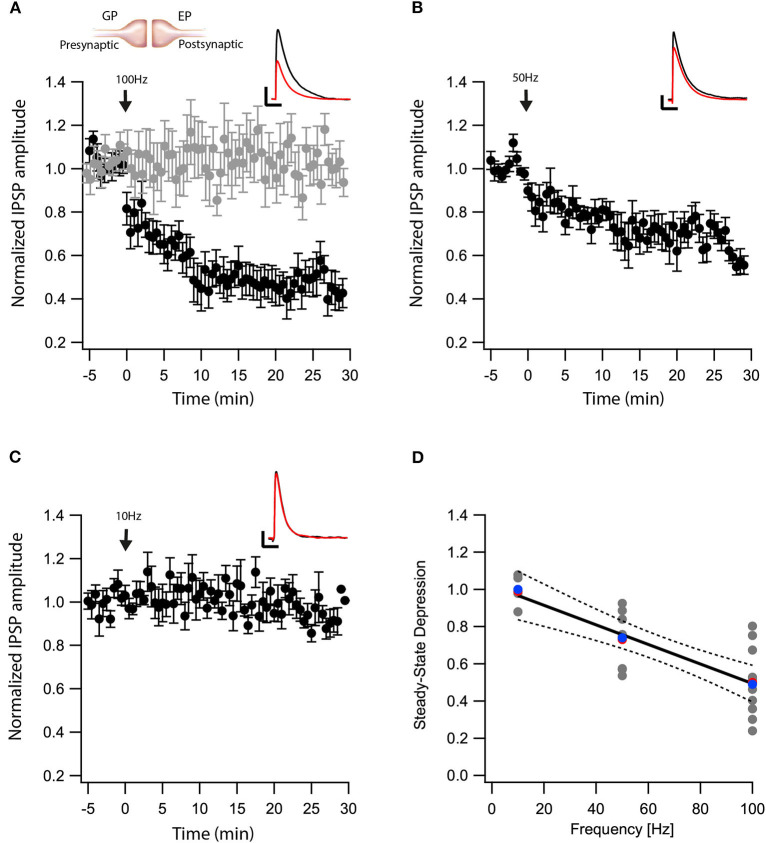 eCBs induce LTD at GP-EP synapses. (A) Post-HFS stimulation of 100 Hz for 10 s induced LTD at GP-EP synapses (n = 10). Bath application of AM251 blocked the depression at GP-EP synapses (n = 13) (gray). Normalized IPSP amplitudes (normalization to the mean amplitude of EPSP recorded during the baseline recordings) are plotted against time. Arrow indicates the time of induction of the post-HFS protocol, and error bars represent the SEM. Inset, traces from a representative experiment illustrating the average IPSP from the first 5 min of the baseline (black) and the final 5 min of the experiment (red). Vertical scale bar is 1 mV and the horizontal scale bar is 50 ms. (B) Similar to (A) only with a 50 Hz post-HFS stimulation (n = 9). (C) Similar to (A) only with a 10 Hz post-HFS stimulation (n = 4). (D) Changes in the steady-state levels of IPSP amplitudes vs. the frequency of the post-HFS protocol. The line is a linear regression of all the data. The average is marked by a red symbol and the median by a blue symbol. The 95% confidence bands are shown as dotted lines. The EP neuron‘s membrane potential was set approximately to −60 mV by injecting positive or negative current (~0–20 pA).
