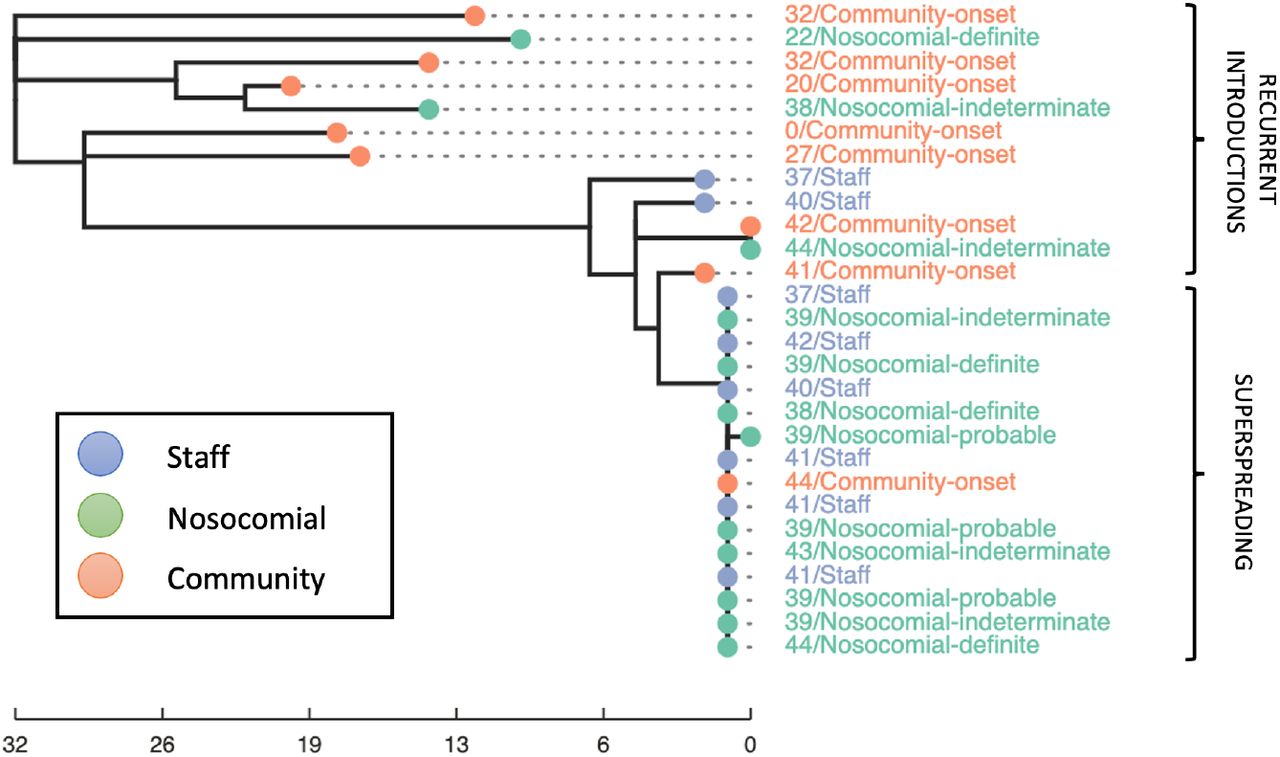 Example phylogeny demonstrating a superspreading event and recurrent introductions on a single ward at hospital “B”.The node and label colour indicates broad epidemiological classification (community-onset, nosocomial, staff). The tip label gives the day of the outbreak the individual tested positive followed by the full epidemiological classification. The scale bar represents SNP distance. All cases were classified as part of the same epidemiological outbreak, however WGS reveals multiple introductions. The “community-onset” case diagnosed on day 44 of the outbreak, had a previous hospital admission with exposure on this ward during a superspreading event.
